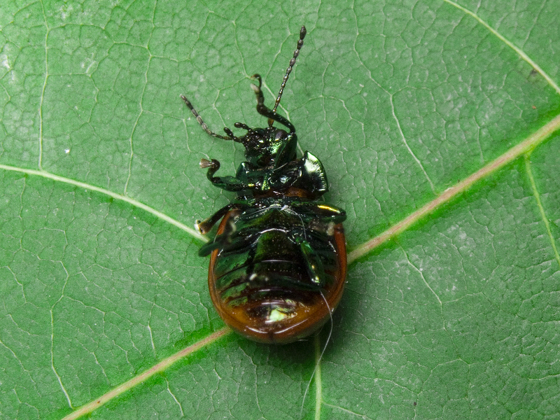 Chrysolina polita (Linnaeus, 1758)